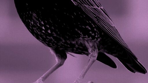 <font color=red>Seven Starlings